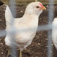 Ameraucana_Mama