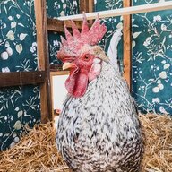 chickmamat