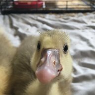 Easter_Egger04
