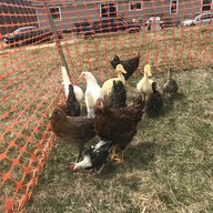 Worstellfunnyfarm