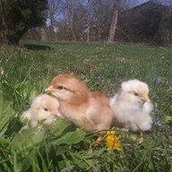 Flip_Flop_Flock
