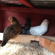Ollivander_Chicken