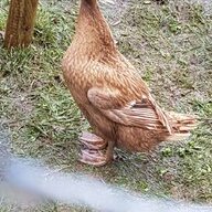Clo-duck