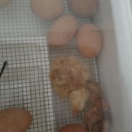 Princess fluffy-butt