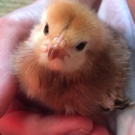 CluckOleHen101