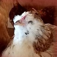 GayEgg