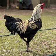 Crow Mountain Chickens