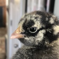 ChickenRoo