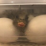 Rubberducky3
