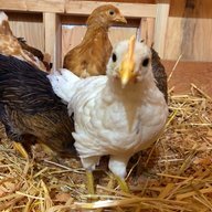 Glady'sGardenFarm