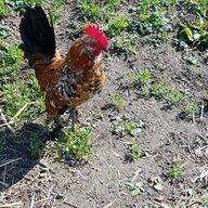 chickenlover2014