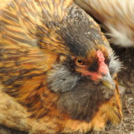 dinochickens123