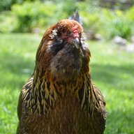 ClucksAndCombs