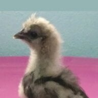 Microchickie