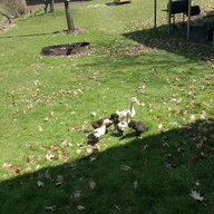 Justduckie85