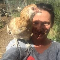 the running chicken
