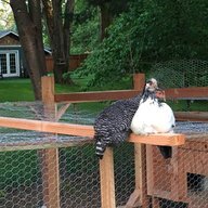 Chookie Monster