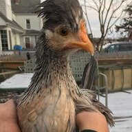 Vicki_Chicki