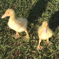 Duck’nChickMama_2243
