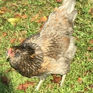 ChickaMama49