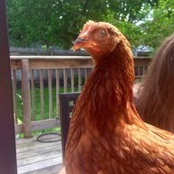 CHICKENMAN61467