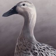 Quackers3211
