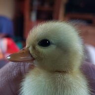 davez