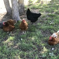 CJClucks