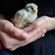 Chickmomma975