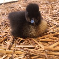 Cayuga ducks