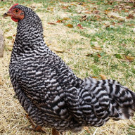 ATribeCalledChicken