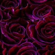 Sour Roses