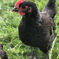 buckeyechicks
