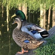 Lemon and Marshmallow ;)