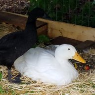 QuackRS