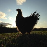 Chloe+chickens=LOVE