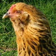 crazychickenlady5