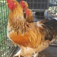 ChickensForever16