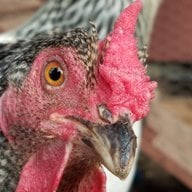 Chickenlover8814