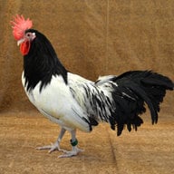 Kylo_Hen!