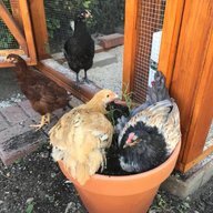 DustyChick