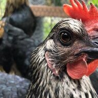 ThreeAcreFarm