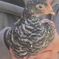 The Happy Chicken