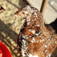 Heardaboutchickens