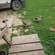 goosemommy0824