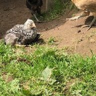 ChickenLadyLaura