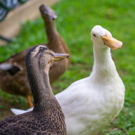 DuckMomCT