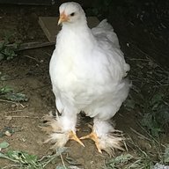 chickenmama747