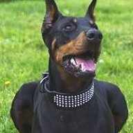 DobieLover