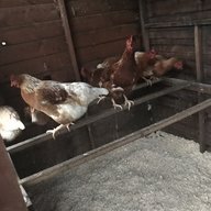 Harry’sChickens